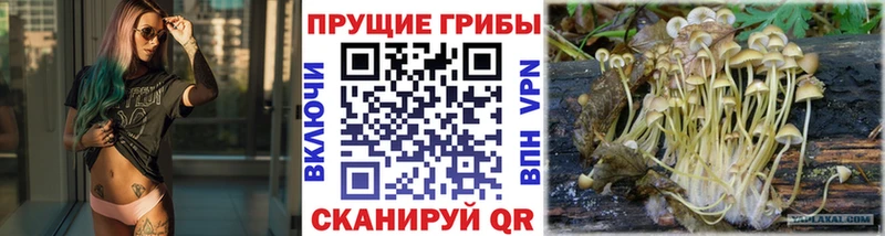 Галлюциногенные грибы Psilocybine cubensis  купить наркотик  Киренск 